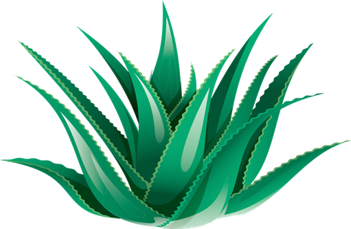 Aloe Vera Png Free Download (green, black, teal)