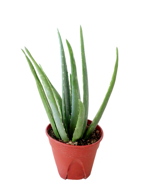 Aloe Vera Png Hd Isolated (black)