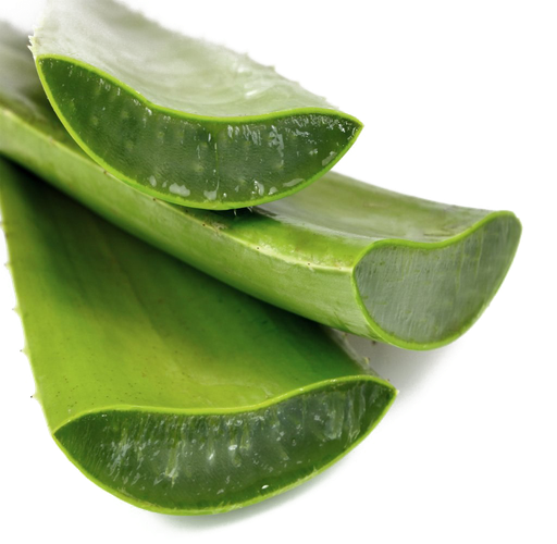 Aloe Vera Png Image (white, black, olive)