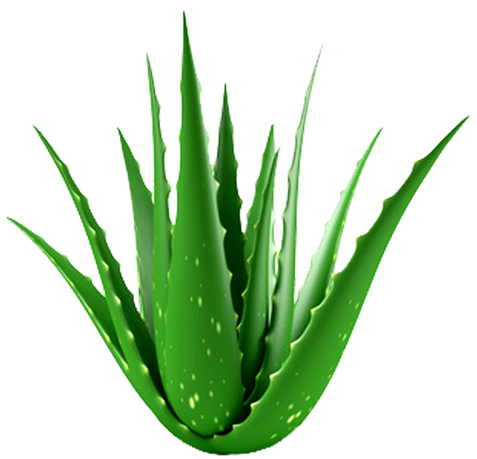 Aloe Vera Png Isolated File (black)