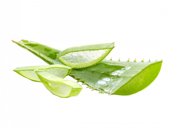 Aloe Vera Png Isolated Hd (indigo, black, beige, mint, gray)