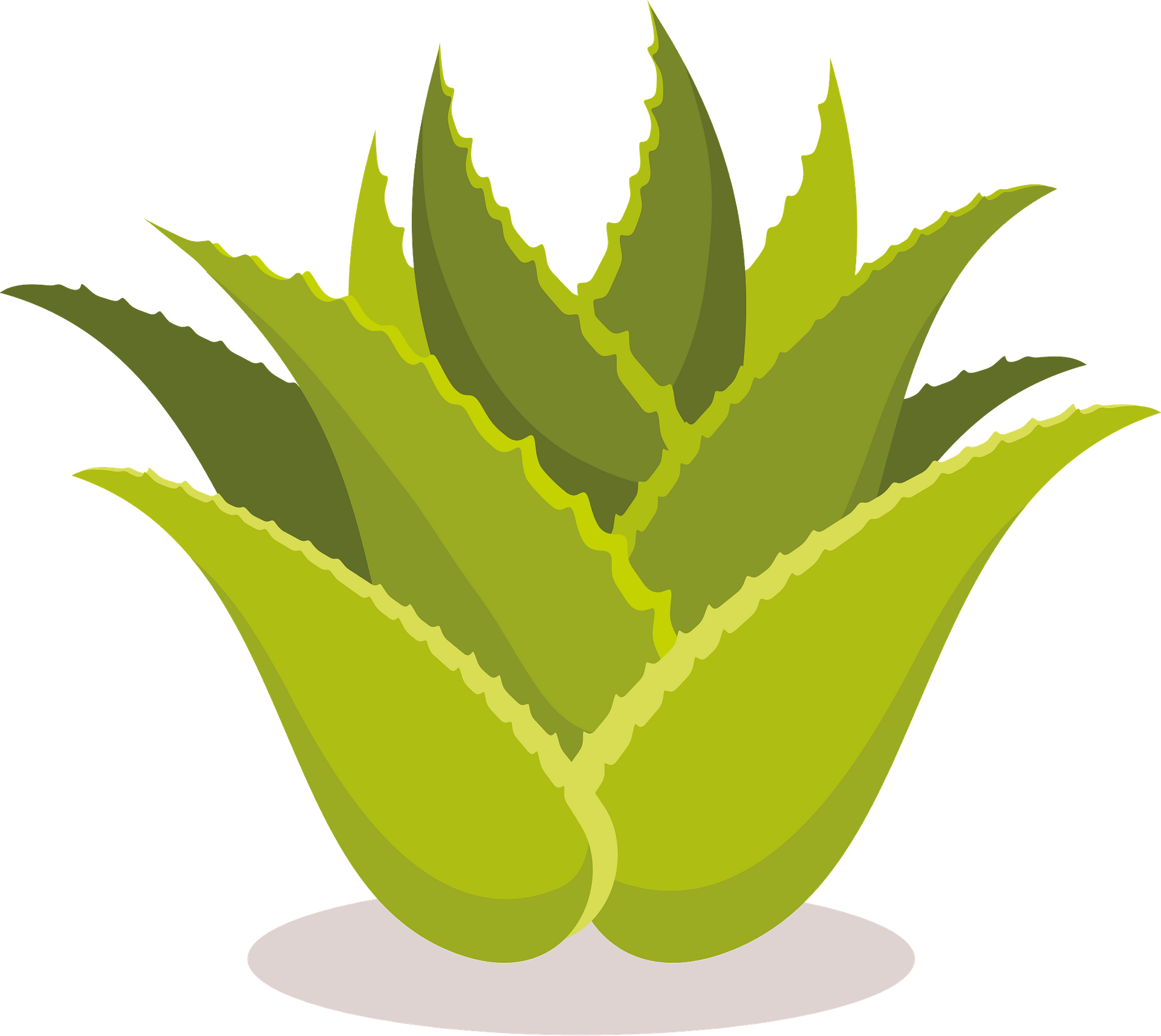 Aloe Vera Png Isolated Pic (pink, gray, olive)