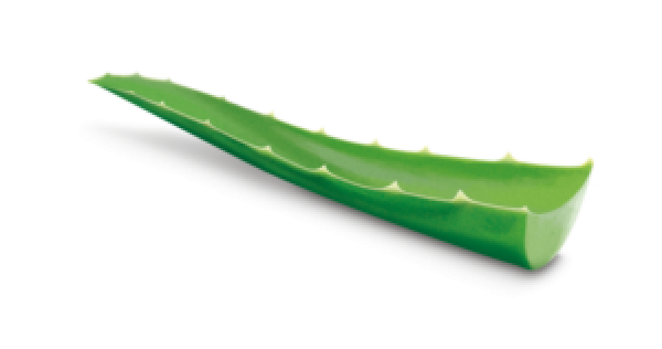 Aloe Vera Png Photo (black, indigo)