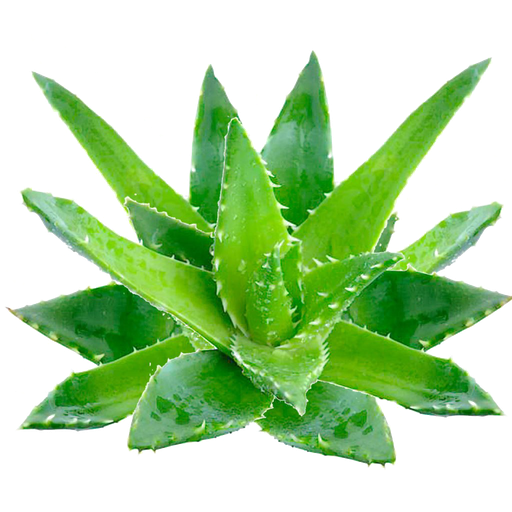 Aloe Vera Png Pic (white, black)