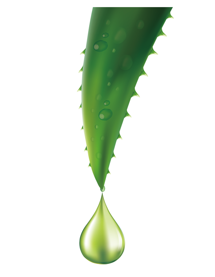 Aloe Vera Png Picture (black, beige, lavender, mint, olive)