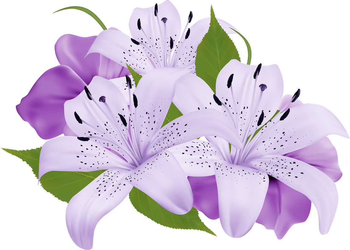 Blossom Calla Lily Png Image (lavender, black)