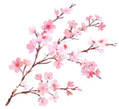 Blossom Png Transparent Images (white, black)