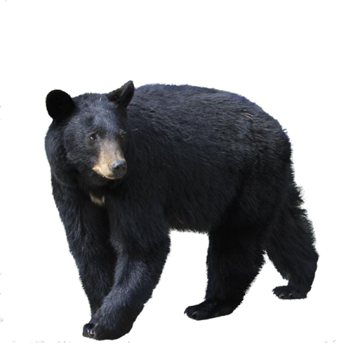 Sloth Bear Png File (black, indigo, white)