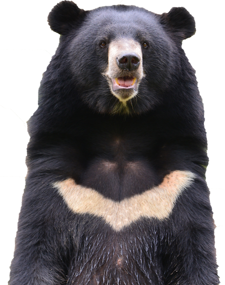 Sloth Bear Png Free Download (black)