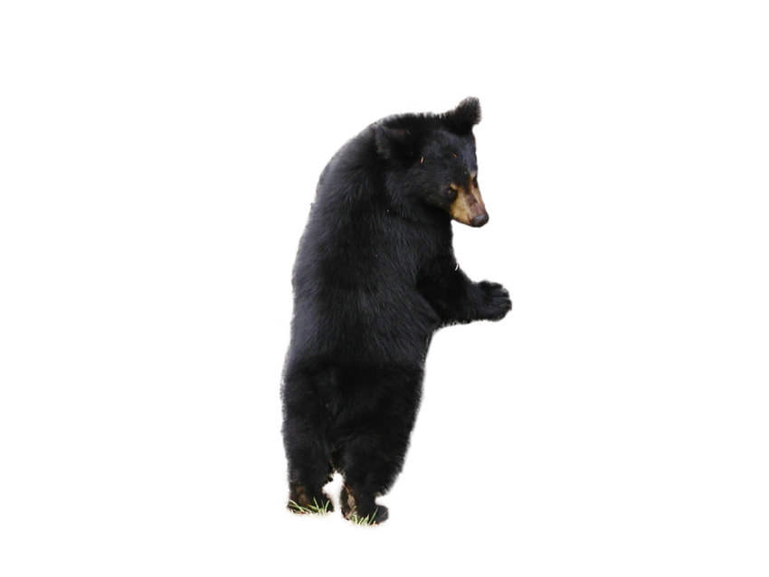 Sloth Bear Png Image (black, white)