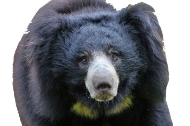 Sloth Bear Png Isolated Hd (black)