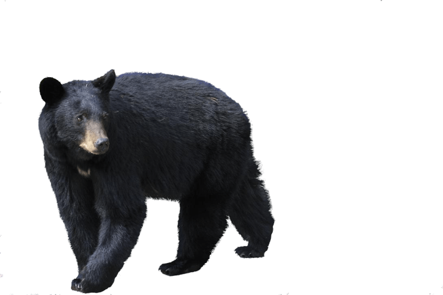 Sloth Bear Png Isolated Image (black, gray)