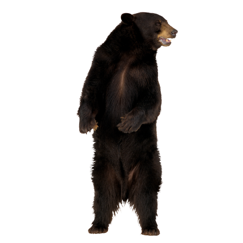 Sloth Bear Png Isolated Photo (black, white)