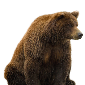 Sloth Bear Png Pic (black, chocolate)