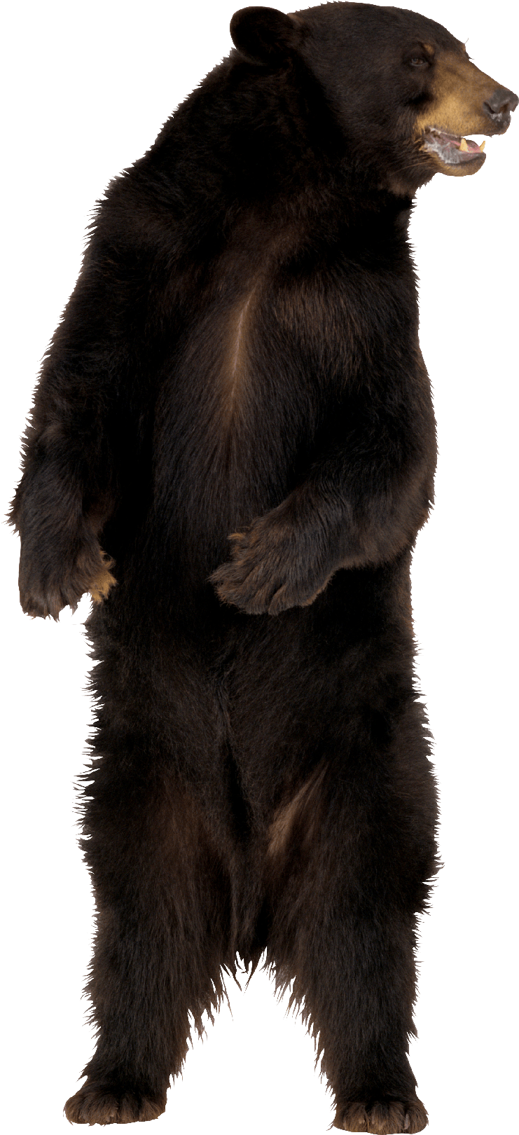 Sloth Bear Png (black, gray)