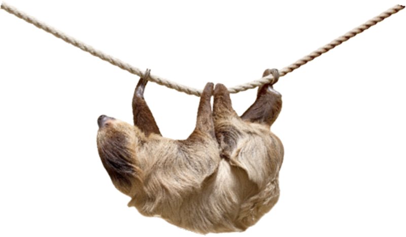 Sloth Png Image (black, silver)