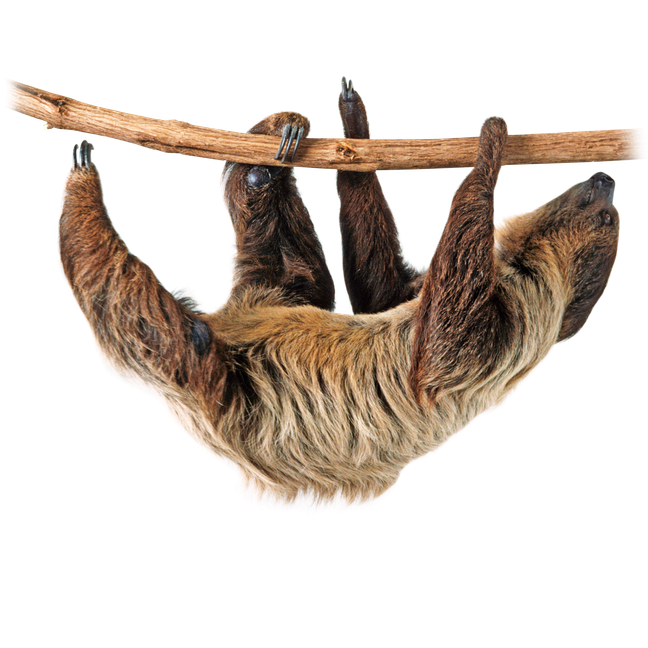 Sloth Png Isolated Image (black, white)