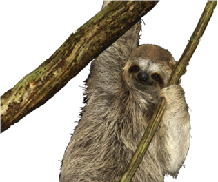 Sloth Png Isolated Pic (black)