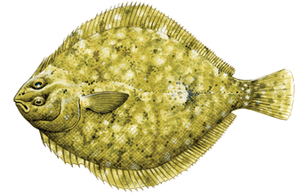 Flounder Png Free Download (black, olive, salmon)