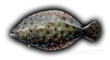 Flounder Png Isolated File (black)