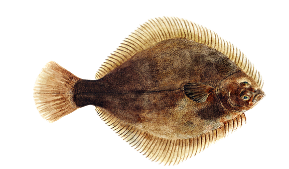 Flounder Png Isolated Hd (black, maroon)