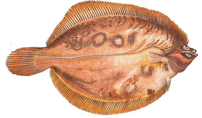 Flounder Png Isolated Image (gray)