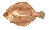 Flounder Png Isolated Pic (black, salmon)