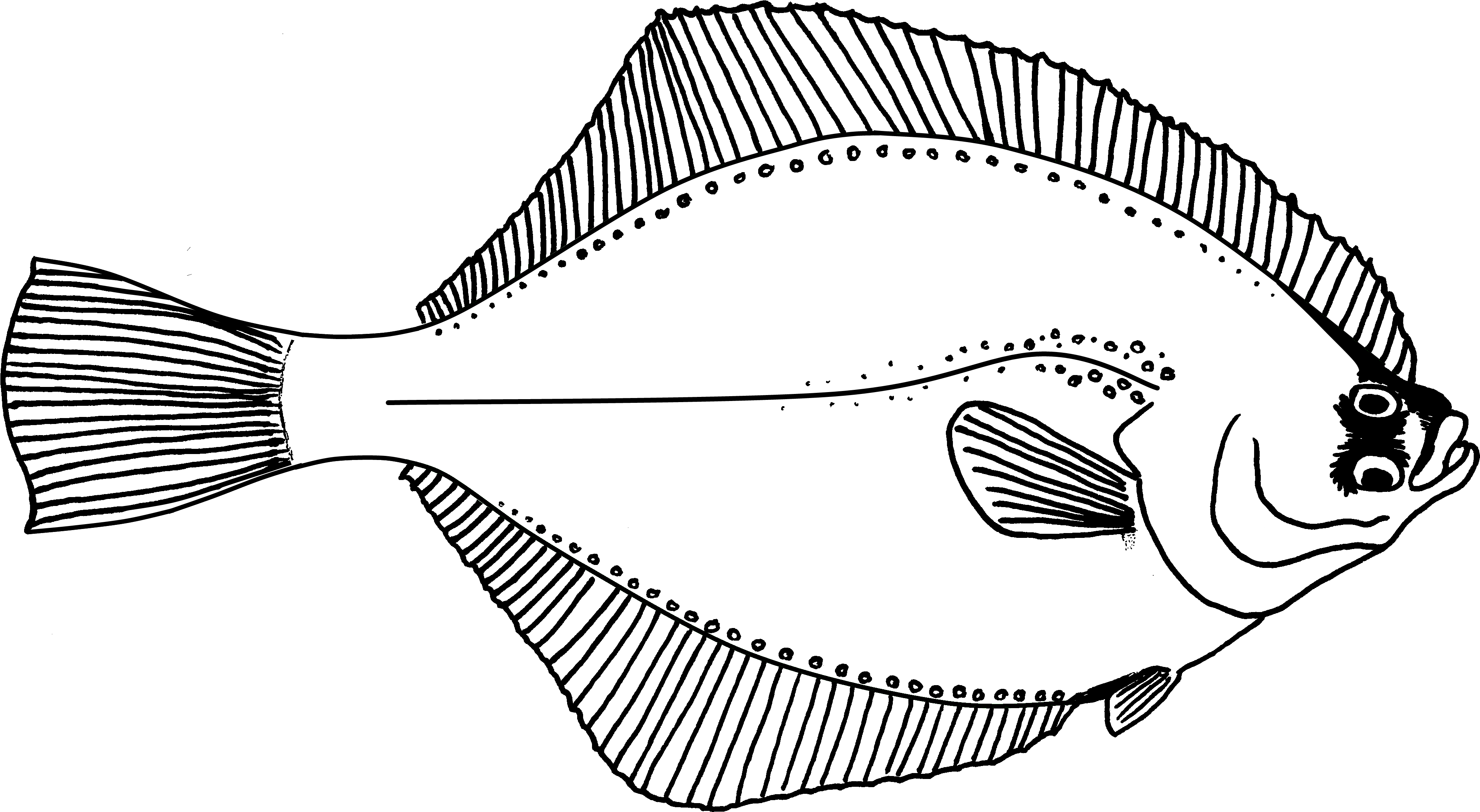 Flounder Png Photos (black, silver, white)