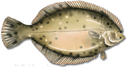 Flounder Png Picture (black, gray)