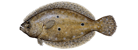 Flounder Png Transparent (white, indigo, gray, lavender, black)