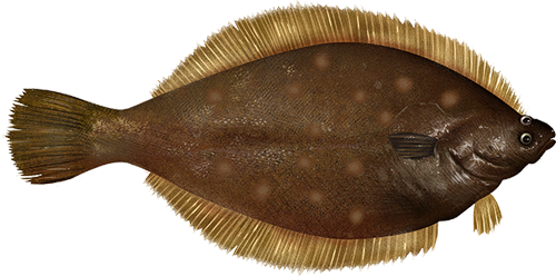 Flounder Transparent Png (beige, gray, silver)