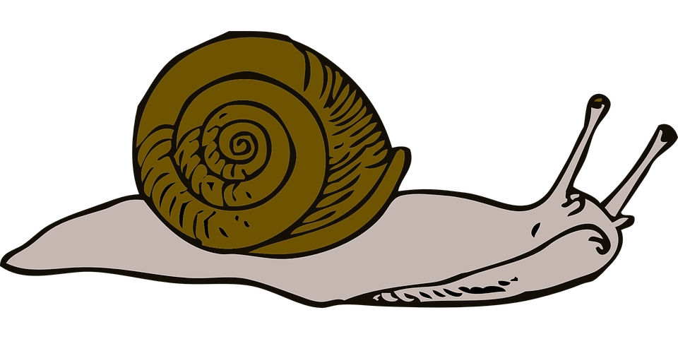 Slow Snail Png Image (black, olive, silver)