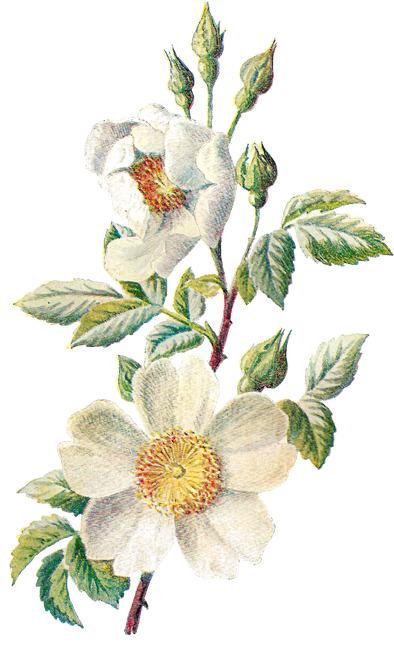 Flower Artwork Png Clipart (black, beige, white)