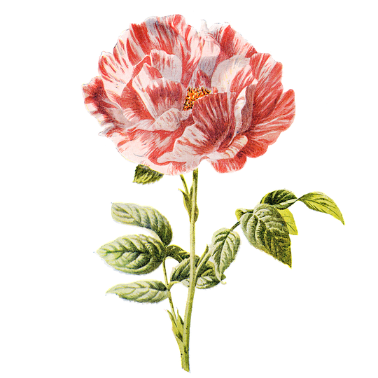 Flower Artwork Transparent Images Png (black)