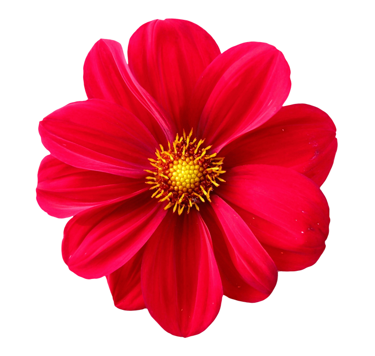 Flower Png Free Download (black, red, maroon)