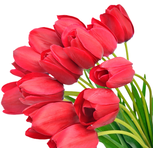 Flower Png Isolated Pic (black, salmon)