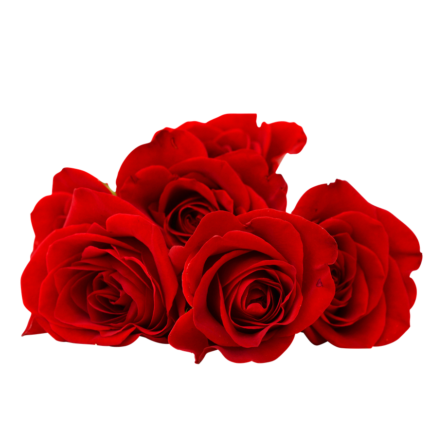 Flower Png Photo (black, maroon, red)