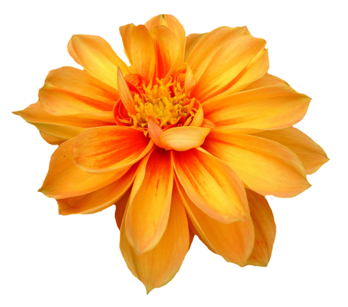 Flower Transparent Png (black, gold, orange)