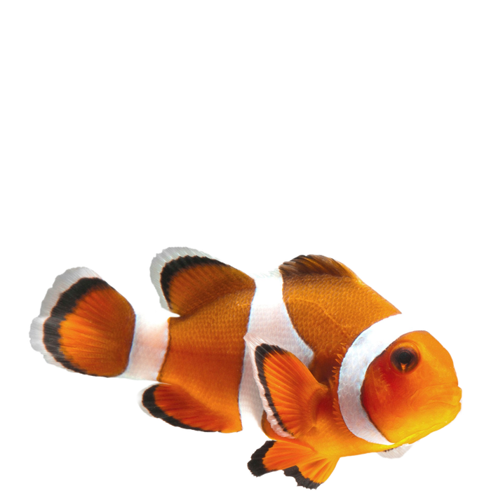 Clown Fish Png Image (orange, black, white, chocolate)