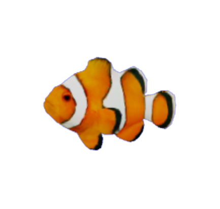 Clown Fish Png Isolated Hd (lavender, black, chocolate)