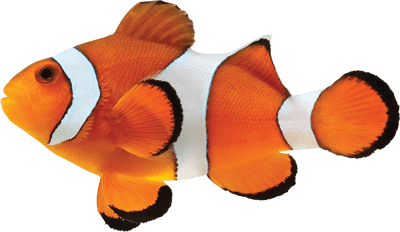 Clown Fish Png Photo (chocolate, black, orange)