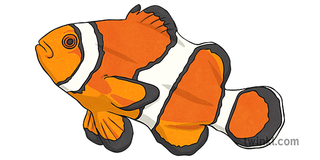 Clown Fish Png Transparent (gray, white, chocolate)