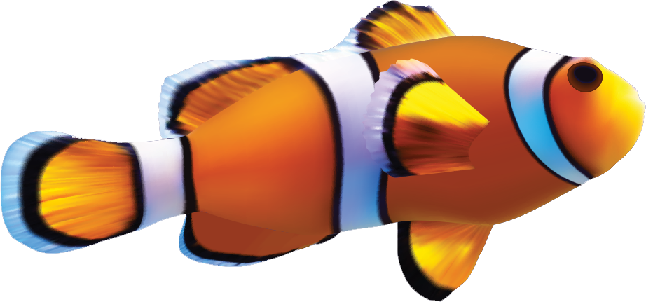 Clown Fish Png (chocolate, white, maroon)