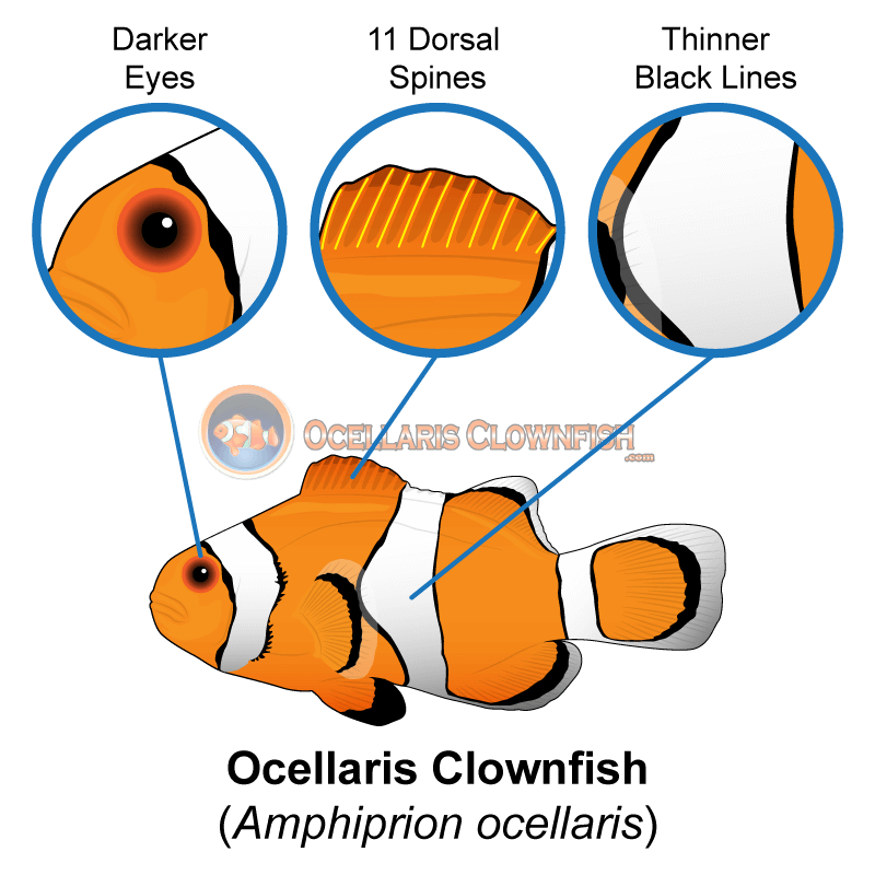 Clown Fish Transparent Png (orange, black, white)