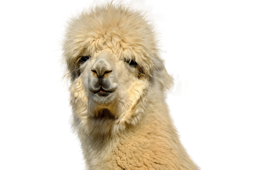 Alpaca Download Png Image (salmon, black, gray, silver)