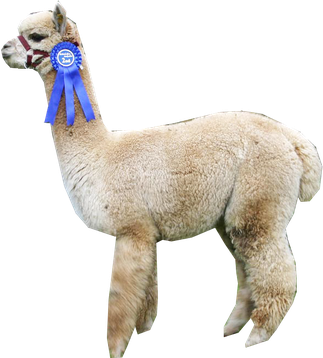 Alpaca Png Isolated Pic (indigo, black, silver)