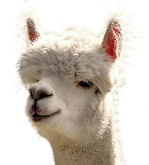 Alpaca Png Photo (white, beige, black)