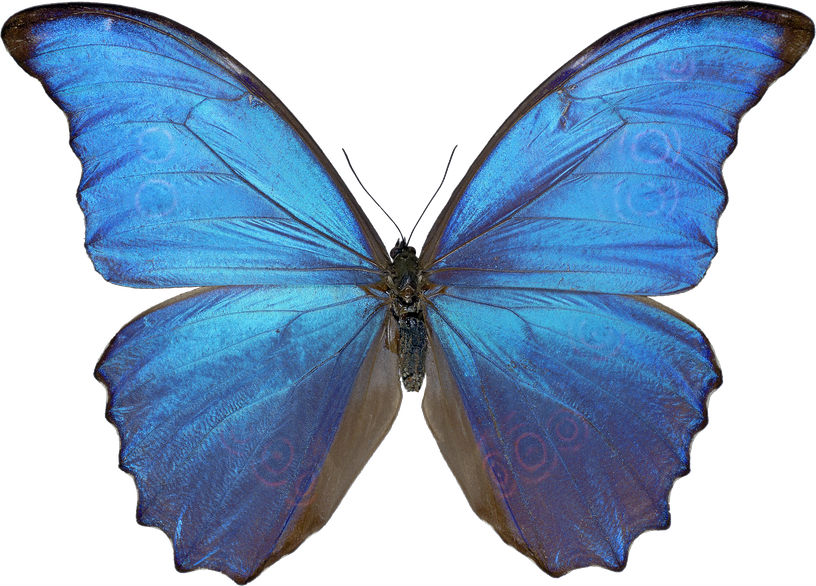 Blue Butterfly Png Clipart (black)