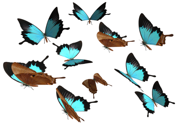 Blue Butterfly Png File (black)