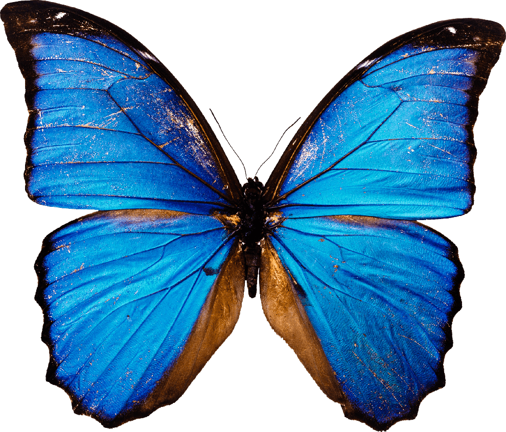 Blue Butterfly Png Photos (gray)